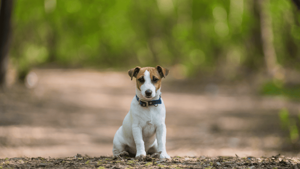 White dog with tan spots sitting in the middle of a country road