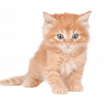 kitten image